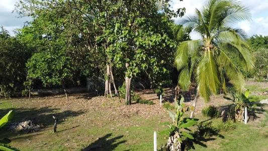Matapalo Osa, Puntarenas 00001, Costa Rica