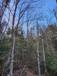 0 W 6 Mile Rd, Brimley, Michigan 49715