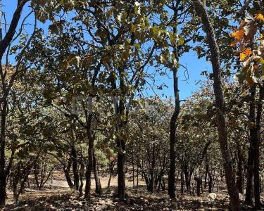 Sin calle SN,, Valle De Juárez, Jalisco 49544, Mexico