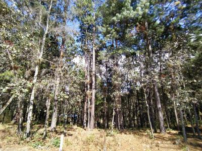 Fracc. 9 del predio rustico La Soledad, a 18 km carr. San Cristóbal-Ocosingo S/N,, San Cristóbal De Las Casas, Chiapas 29200, Mexico