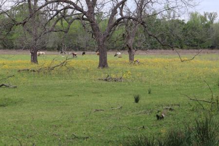 TBD Rs County Road 2365, Alba, テキサス 75410, アメリカ合衆国