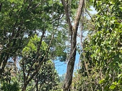Ojochal Puerto Cortés Osa, Puntarenas 60501, 哥斯达黎加