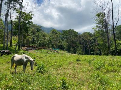 Ojochal Puerto Cortés Osa, Puntarenas 60501, 哥斯达黎加