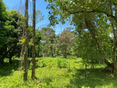 Ojochal Puerto Cortés Osa, Puntarenas 60501, 哥斯达黎加