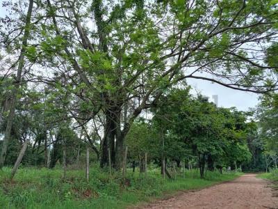 Potrero Poi , Caacupé, Cordillera 3000, Paraguay