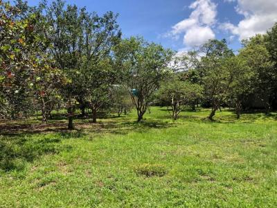 Colón Mora, San José 00001, Costa Rica