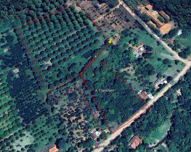 Ita Yvu MI , Caacupé, Cordillera 00001, Paraguay