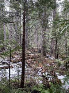 Red Fir Loop, Weed, California 96094