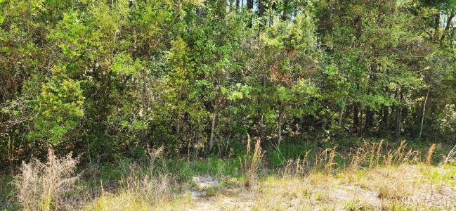 NE 280th Ave, Old Town, Florida 32680, USA