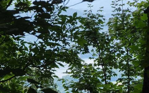 24 & 25 Oak Ridge North, Hayesville, צפון קרוליינה 28904, ארצות הברית של אמריקה 