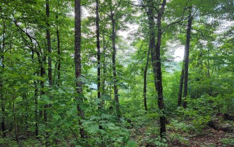 24 & 25 Oak Ridge North, Hayesville, צפון קרוליינה 28904, ארצות הברית של אמריקה 