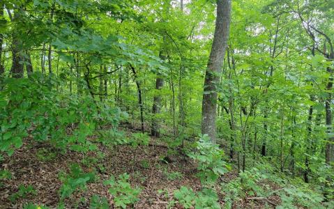 24 & 25 Oak Ridge North, Hayesville, צפון קרוליינה 28904, ארצות הברית של אמריקה 