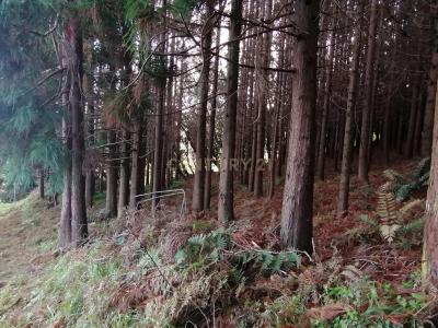 Ribeira Grande, São Miguel 9625-430, Portugal