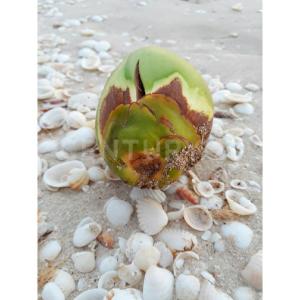 9 s/n,, Celestun, Yucatan 97367, Mexico