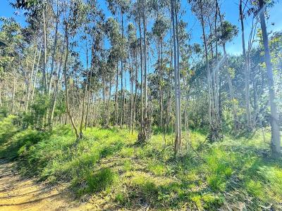 Nazaré, レイリア 2450-027, ポルトガル