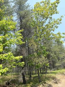 215 Driftwood, Gwinn, Michigan 49841, Stati Uniti