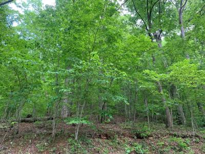 Lot 43 White Oak, Hiawassee, 喬治亞州 30546, 美國