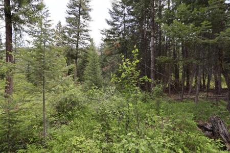 NHN Tract 1B E Fork Combest Creek Road, Plains, 蒙大拿州 59859, 美国