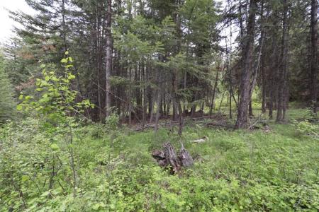 NHN Tract 1B E Fork Combest Creek Road, Plains, 蒙大拿州 59859, 美国