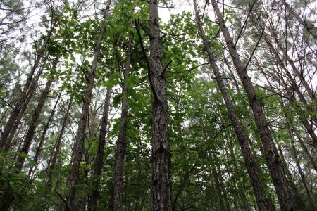 0 Mott Road, Plain Dealing, Louisiana 71064, Estados Unidos