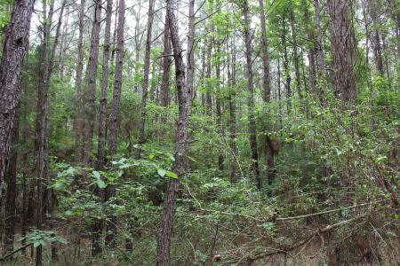 0 Mott Road, Plain Dealing, Louisiana 71064, USA