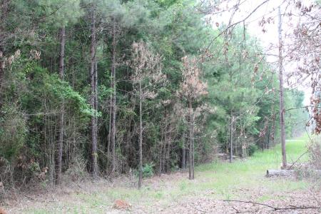 1 Mott Road, Plain Dealing, Louisiana 71064, Estados Unidos