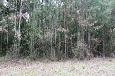 1 Mott Road, Plain Dealing, Louisiana 71064, USA