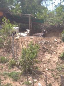 1 Finca, Urbana Bejuma, Carabobo 00001, ベネズエラ