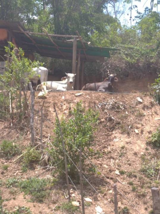 1 Finca, Urbana Bejuma, Carabobo 00001, Venezüella