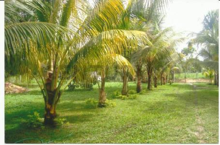 Vía Principal de Rio Chico , Río Chico, Miranda 1061, Venezuela