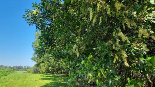 1248 Dunoon Road, Dunoon, NSW 2480, Australie