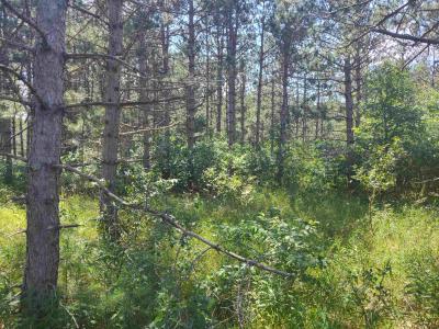 Lot 114 County Road Z, Arkdale, Wisconsin 54613