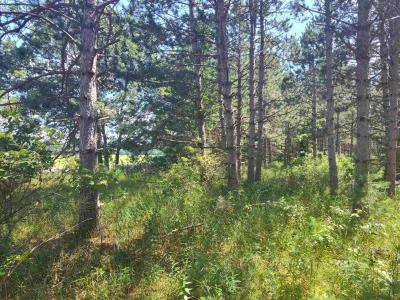 Lot 114 County Road Z, Arkdale, Wisconsin 54613