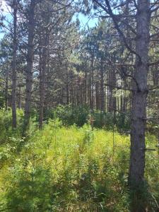 Lot 114 County Road Z, Arkdale, Wisconsin 54613