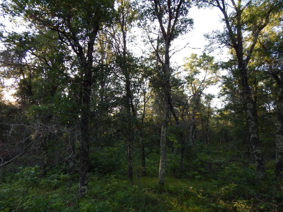 xxx Namekagon Trail, Danbury, Wisconsin 54830