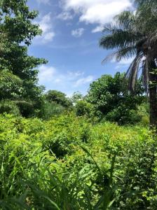 Marbella Cuajiniquil Santa Cruz, Guanacaste 00001, Costa Rica