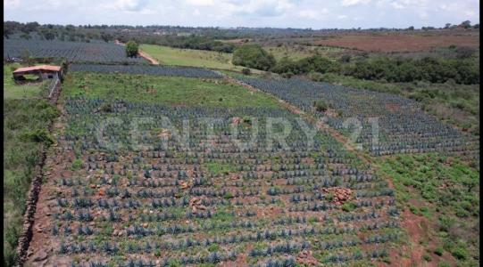 Arandas, Jalisco 47180, Messico
