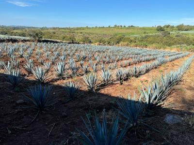Arandas, Jalisco 47180, Messico