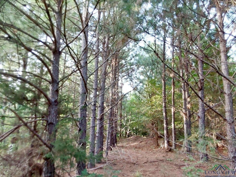 TBD CR 1619, Linden, Texas 75563, États-Unis