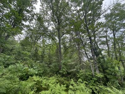 Lot 7 CTH B, Land O Lakes, Wisconsin 54540, USA