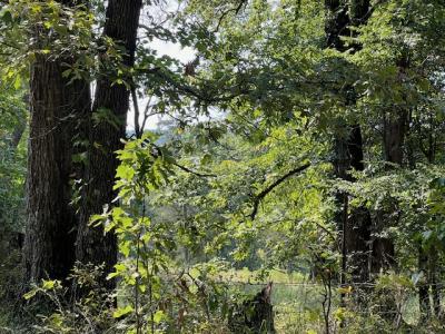 Unk Polk Road 25 E, Hatfield, Arkansas 71945, Estados Unidos