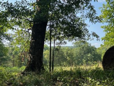 Unk Polk Road 25 E, Hatfield, Arkansas 71945, Estados Unidos