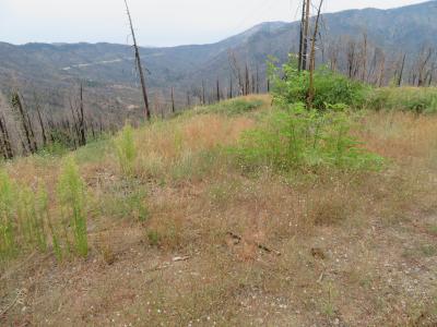 53009 Pine View Drive, Springville, קליפורניה 93265, ארצות הברית של אמריקה