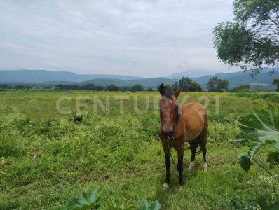 El llano ,, Miacatlan, 莫雷洛斯 62607, 墨西哥