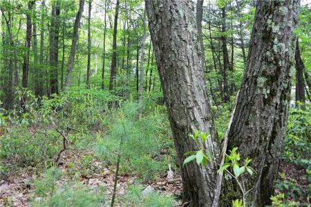 Sarine Road Lot 11 2.24 acres, Wurtsboro, New York 12790