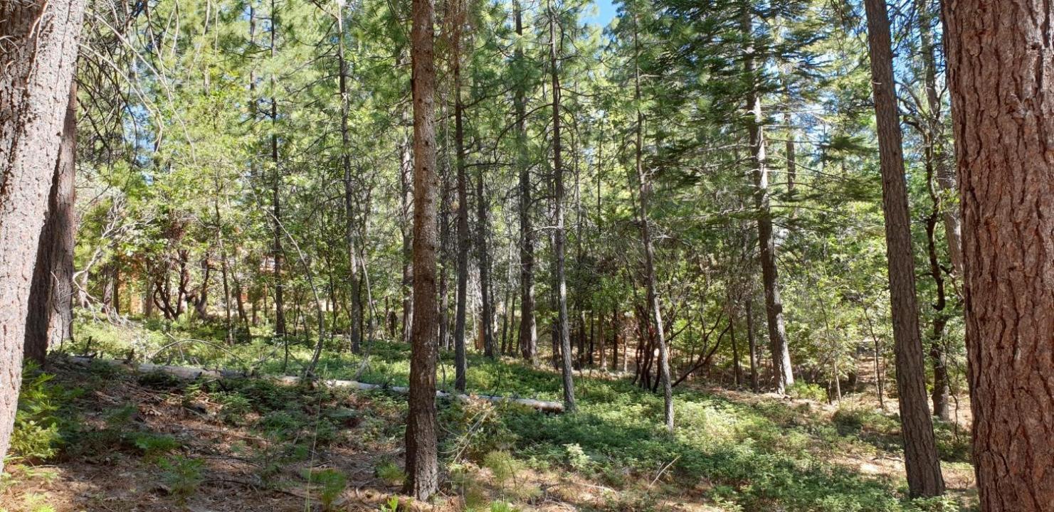 2568 Aspen Way, Arnold, California 95223, Estados Unidos