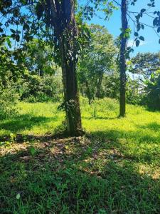 Calle Bordón Cahuita Talamanca, Limón 00001, コスタリカ