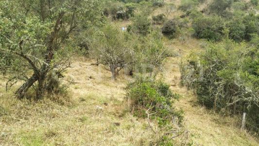 Carmen De Carupa, Cundinamarca 00001, Colombia