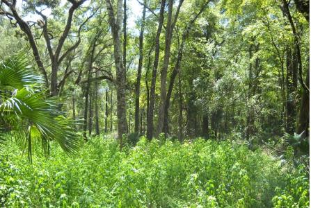 580 NE 597th Street, Old Town, Florida 32680