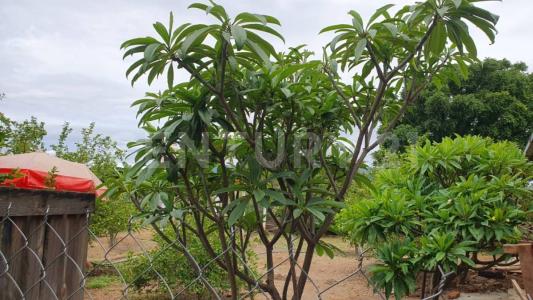 San Jerónimo Tlacochahuaya, Oaxaca 70460, Mexico